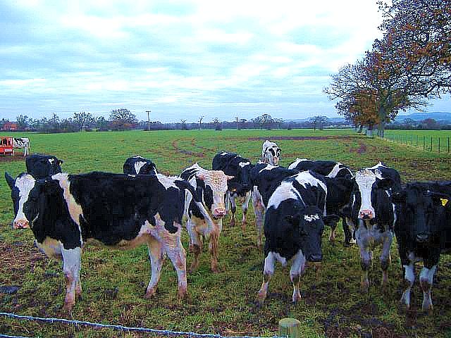 dairy cattle image